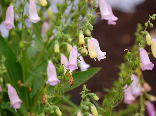 Hispaania sõrmkübar, Digitalis thapsi